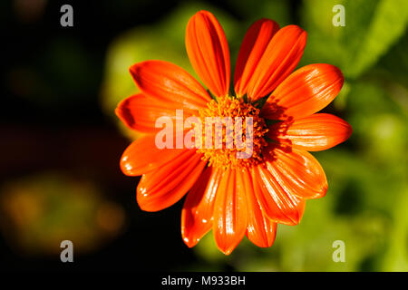 Orange Tithonia diversifolia fiore in presenza di luce solare Foto Stock