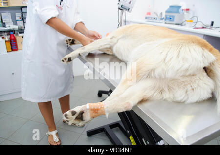 Immagine di un cane' durante la rimozione dewclaw in una clinica veterinaria. Foto Stock