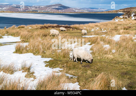 Chiazzato di fronte mountain pecora e agnello al lato di un Congelato stagno custodi di Blaenavon Gwent UK Marzo 2018 Foto Stock