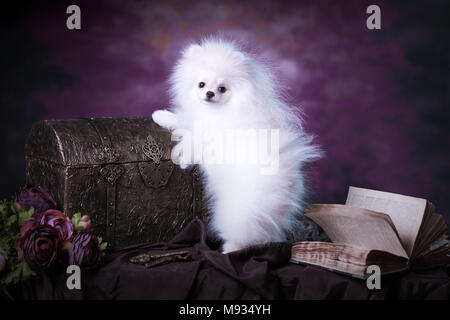 Carino soffici cucciolo Foto Stock
