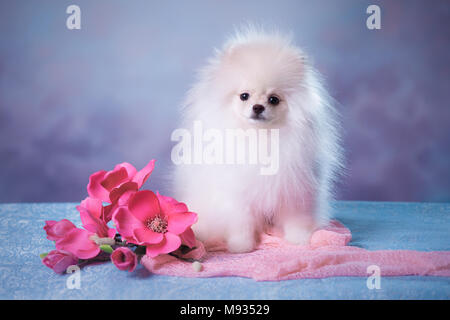 Carino soffici cucciolo Foto Stock
