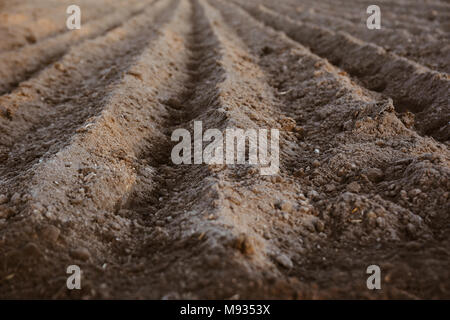 Chiusura del solco righe con patate appena piantato in campo biologico. Agricoltura biologica. Foto Stock