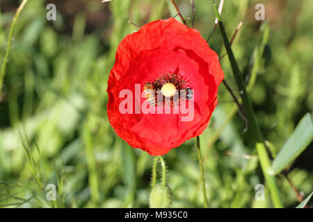 Il miele delle api o lavoratore apis mellifera raccogliendo il polline su un ricordo di fiori di papavero prima guerra mondiale ricordando Flanders Fields poema di John McCrae Foto Stock