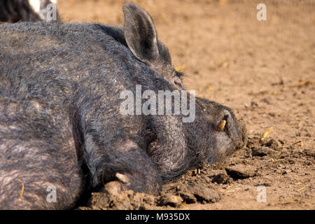 Immagine di un mammifero un cinghiale animale dorme sul terreno Foto Stock