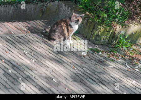 Un dolce gatto seduto sulla strada di fronte a lui Foto Stock