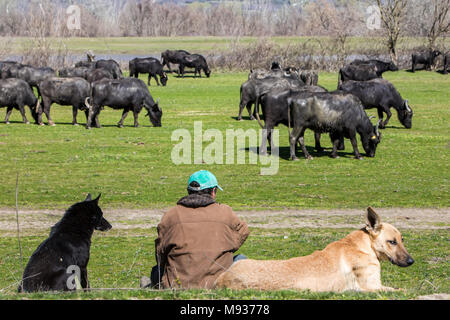 Il bufalo pascolano accanto al fiume Strymon nella Grecia settentrionale. Foto Stock