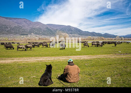 Il bufalo pascolano accanto al fiume Strymon nella Grecia settentrionale. Foto Stock