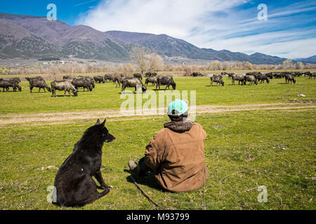 Il bufalo pascolano accanto al fiume Strymon nella Grecia settentrionale. Foto Stock