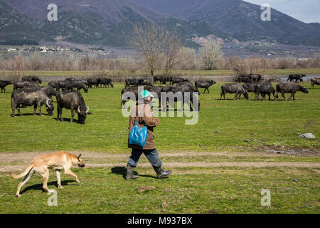 Il bufalo pascolano accanto al fiume Strymon nella Grecia settentrionale. Foto Stock