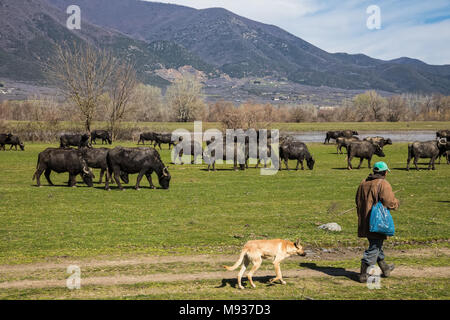 Il bufalo pascolano accanto al fiume Strymon nella Grecia settentrionale. Foto Stock