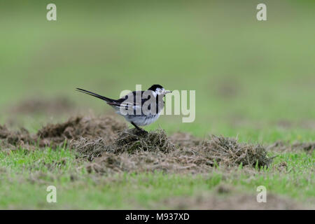 Pied wagtail in piedi sul ciuffo di erba tagliata Foto Stock