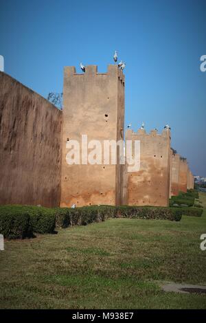 Cicogne sulle pareti della città di Rabat Chellah opposta dalla Bab Gate Zaer Foto Stock