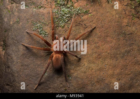 Un enorme ragno tropicale dal Perù, è un huntsman spider. Essi non costruire veli ma invece girovagare e attivamente a caccia preda. Foto Stock