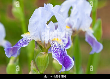 Viola e bianco iridi barbuto, Iris germanica, crescendo in un giardino suburbano in Alberta, Canada. Foto Stock