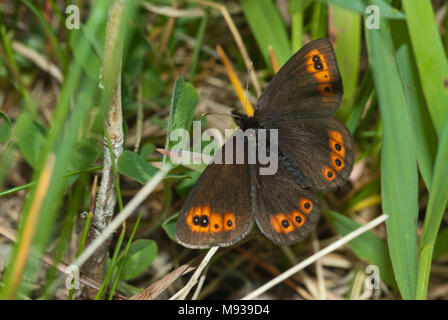 Comune alpina butterfly, Erebia epipsodea, nascosti in erba lunga in Wagner Bog Area Naturale, Alberta, Canada Foto Stock