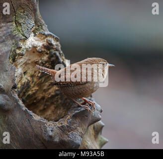 Scricciolo Troglodytes; trogladites Foto Stock