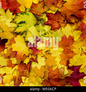 Giallo autunno foglie di acero su sfondo bianco Foto Stock