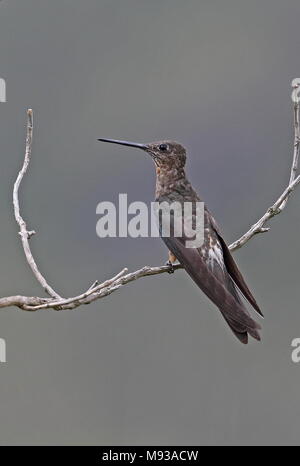 Hummingbird gigante (Patagona gigas peruviana) adulto arroccato su ramoscello Antisana Riserva Ecologica, Ecuador Febbraio Foto Stock