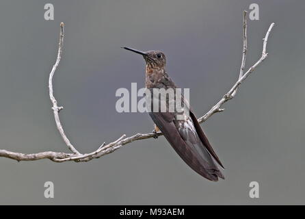 Hummingbird gigante (Patagona gigas peruviana) adulto arroccato su ramoscello Antisana Riserva Ecologica, Ecuador Febbraio Foto Stock