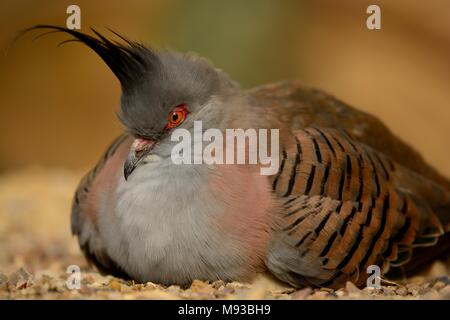 Close up ritratto di un piccione crestato (Ocyphaps lophotes) seduto a terra Foto Stock