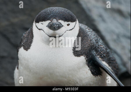 Un pinguino Chinstrap (Pygoscelis antarcticus) in una piovosa Half Moon Island in Antartide sembra essere una strizzatina d'occhio alla telecamera Foto Stock