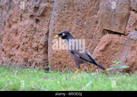 Myna comune (Acridotheres tristis) seduto sull'erba nella città di Kaneohe sull'isola hawaiana di Oahu. Foto Stock