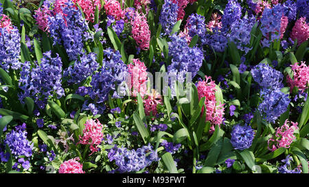Viola e Rosa Giacinto in primavera la fioritura. Foto Stock
