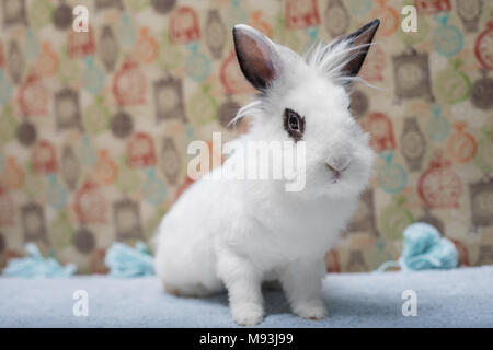 Carino white baby bunny Lionhead rabbit Foto Stock