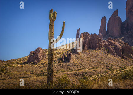 Bellissimi cactus Saguaro con le montagne sullo sfondo in una giornata di sole con cielo blu chiaro, Lost Dutchman State Park, Arizona Foto Stock