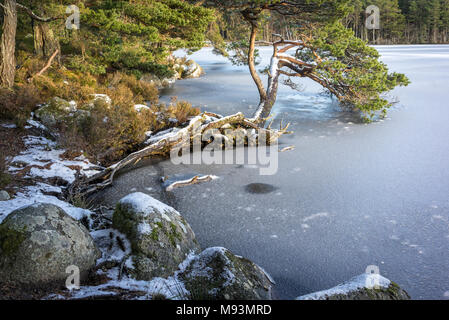 Congelati Loch Garten con rocce e pini nel Parco Nazionale di Cairngorms della Scozia. Foto Stock