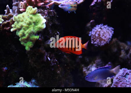 Fiamma (Angelfish Centropyge loricula) Foto Stock