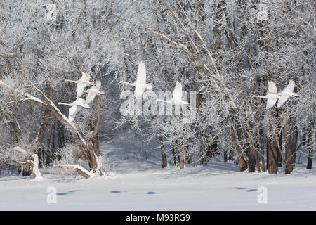 I cigni trombetta (Cygnus buccinatore) in atterraggio a St. Croix river, alberi con la brina in background, Hudson, WI, Stati Uniti d'America, di Dominique Braud/Dembinsky Phot Foto Stock