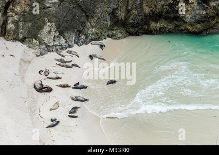 Guarnizione di tenuta del porto (Phoca vitulina) mamme & cuccioli, Cina Cove, Pt. Lobos Riserva Naturale Statale, CA, Stati Uniti d'America, aprile, da Dominique Braud/Dembinsky Foto Assoc Foto Stock