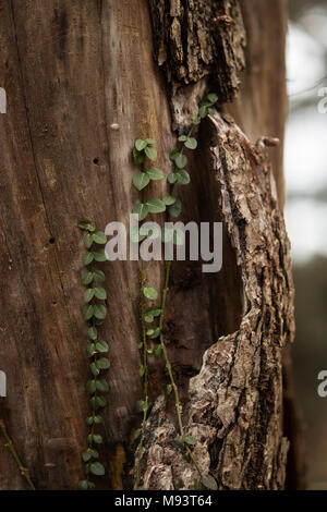 Piccole foglie di edera salendo su un tronco di albero nei boschi in Massachusetts. Foto Stock