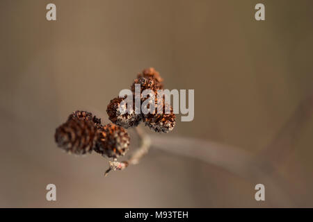 Questi piccoli coni essiccati sono il frutto di un Gray alder tree (Alnus incana). Foto Stock