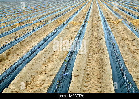 Righe di innestati & vino cerata talee di uve piantate nel campo righe. Foto Stock