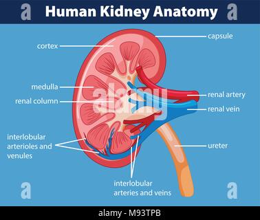 Schema di rene umano illustrazione Illustrazione Vettoriale