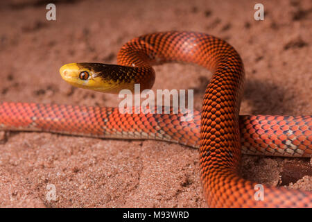 La Formosa falso corallo Serpente (Oxyrhopus formosus) è un innocuo serpente specie. Si tratta di uno dei più pittoreschi serpenti nella giungla. Foto Stock