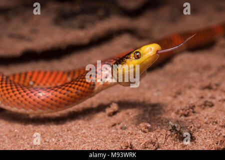 La Formosa falso corallo Serpente (Oxyrhopus formosus) è un innocuo serpente specie. Si tratta di uno dei più pittoreschi serpenti nella giungla. Foto Stock