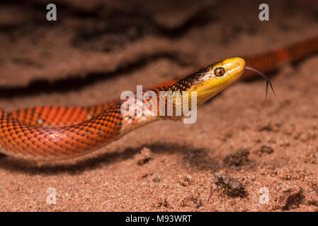 La Formosa falso corallo Serpente (Oxyrhopus formosus) è un innocuo serpente specie. Si tratta di uno dei più pittoreschi serpenti nella giungla. Foto Stock