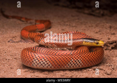 La Formosa falso corallo Serpente (Oxyrhopus formosus) è un innocuo serpente specie. Si tratta di uno dei più pittoreschi serpenti nella giungla. Foto Stock