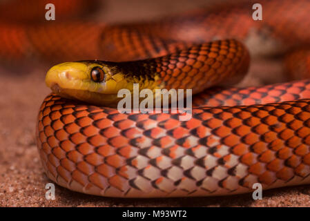 La Formosa falso corallo Serpente (Oxyrhopus formosus) è un innocuo serpente specie. Si tratta di uno dei più pittoreschi serpenti nella giungla. Foto Stock