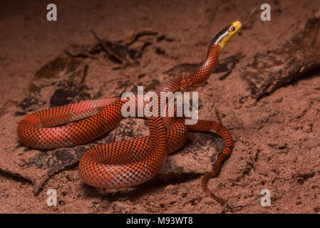 La Formosa falso corallo Serpente (Oxyrhopus formosus) è un innocuo serpente specie. Si tratta di uno dei più pittoreschi serpenti nella giungla. Foto Stock