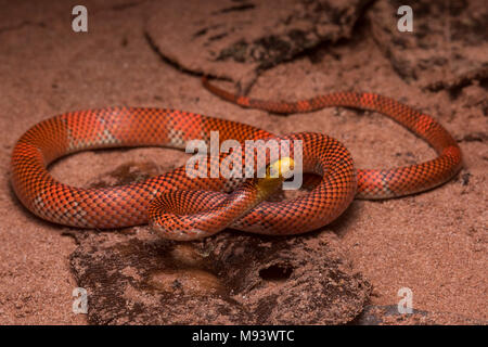 La Formosa falso corallo Serpente (Oxyrhopus formosus) è un innocuo serpente specie. Si tratta di uno dei più pittoreschi serpenti nella giungla. Foto Stock