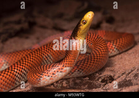 La Formosa falso corallo Serpente (Oxyrhopus formosus) è un innocuo serpente specie. Si tratta di uno dei più pittoreschi serpenti nella giungla. Foto Stock