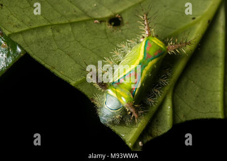 Un bruco urticante dalla famiglia Limacodidae di falene. Foto Stock