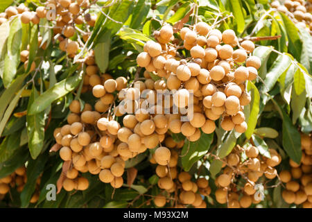 Longan sulla struttura ad albero nella luce solare Foto Stock