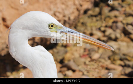 Ritratto di un airone bianco close up su uno sfondo di pietre. Foto Stock