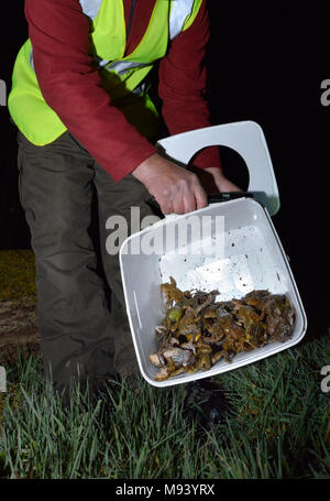 Toad Patrol su una trafficata Hampshire lane. In primavera ogni anno migliaia e migliaia di rospi, rane e tritoni migrare dai loro siti di ibernazione di allevamento Foto Stock