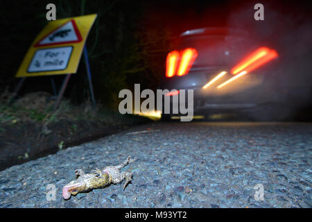 Toad Patrol su una trafficata Hampshire lane. In primavera ogni anno migliaia e migliaia di rospi, rane e tritoni migrare dai loro siti di ibernazione di allevamento Foto Stock